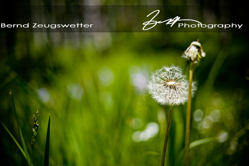 Dandelion in the La Sal Mountains, Utah