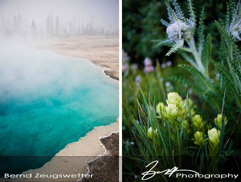 Thermal Pool in Yellowstone, Alpine flowers