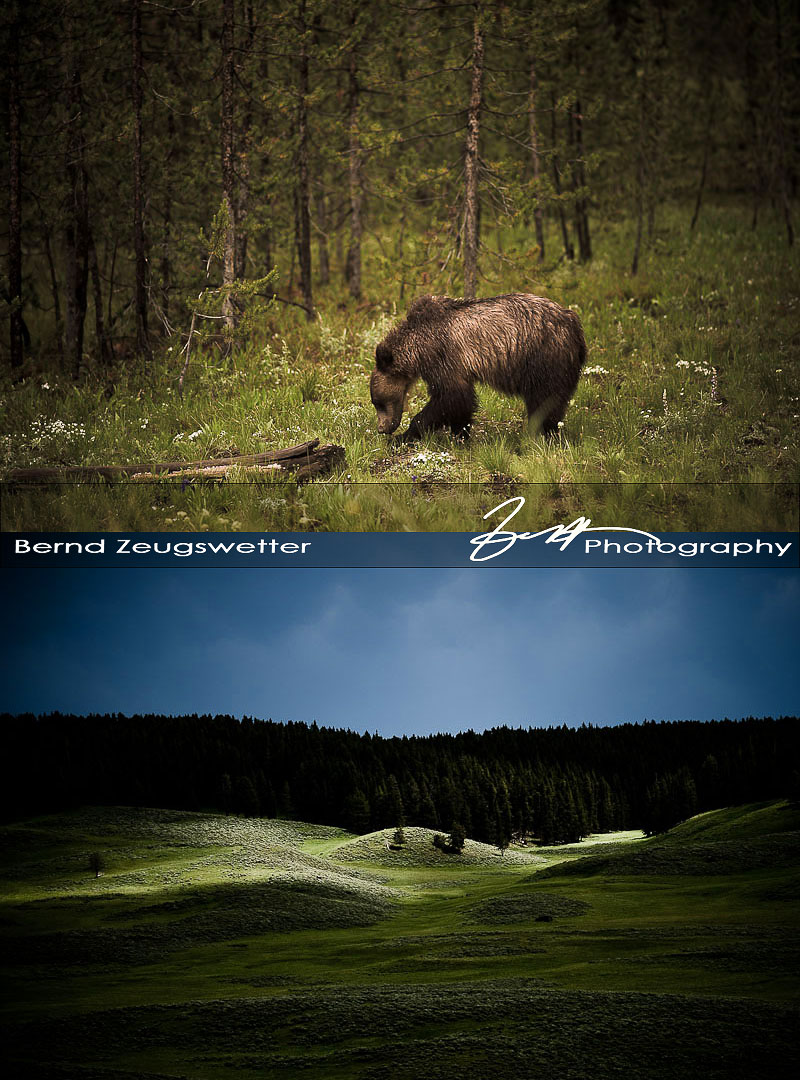Juvenille Grizzly digging for roots, Hayden Valley sun rays 