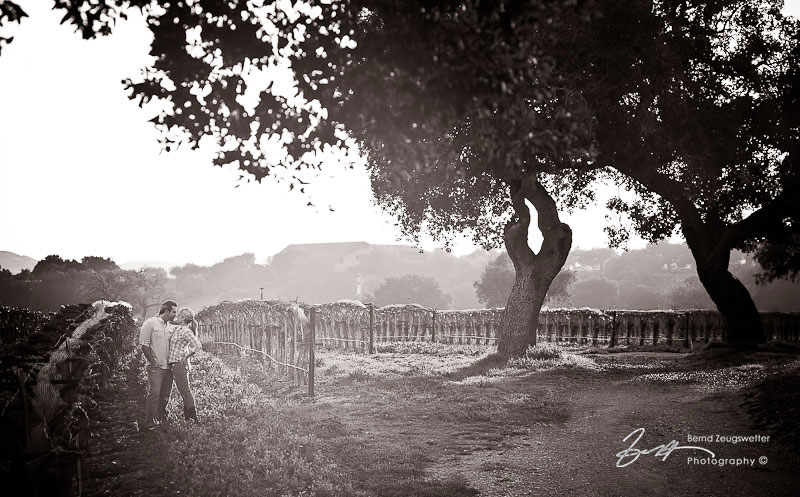 Sunset engagement session in Santa Ynez vineyard.