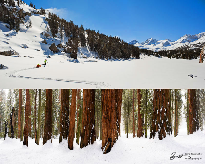 Skier pulling a pulka in Rock Creek Basin. Giant Sequoias.