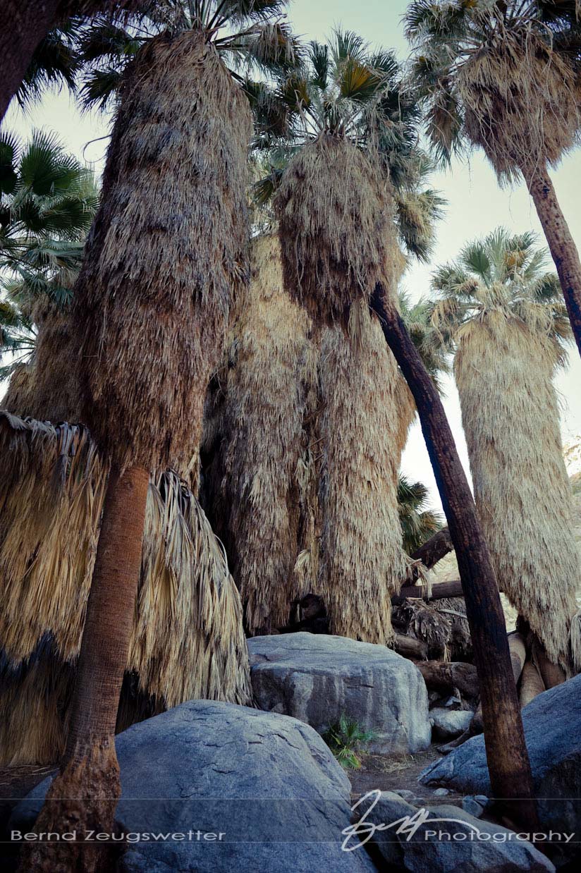 Palm Canyon, Anza-Borrego